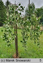 Cercidiphyllum japonicum (grujecznik dalekowschodni)