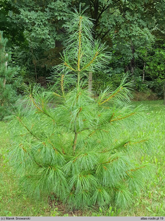 Pinus armandii (sosna Armanda)