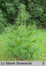 Pinus armandii (sosna Armanda)