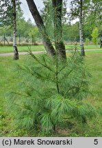 Pinus armandii (sosna Armanda)