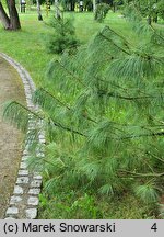 Pinus wallichiana (sosna himalajska)