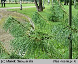 Pinus wallichiana (sosna himalajska)