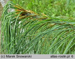 Pinus wallichiana (sosna himalajska)