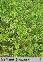 Betula nana Golden Treasure