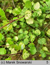 Betula nana Golden Treasure