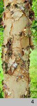 Betula dahurica (brzoza dahurska)