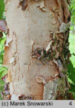 Betula dahurica (brzoza dahurska)