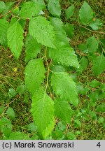 Betula dahurica (brzoza dahurska)