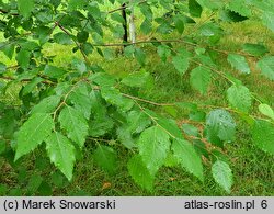 Betula dahurica (brzoza dahurska)