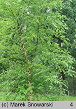 Betula dahurica (brzoza dahurska)