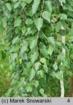 Betula utilis Long Trunk