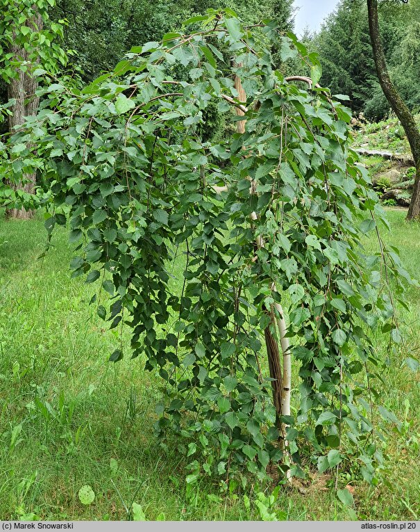 Betula utilis Long Trunk