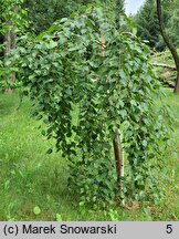 Betula utilis Long Trunk