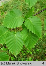 Betula maximowiczii (brzoza Maksimowicza)