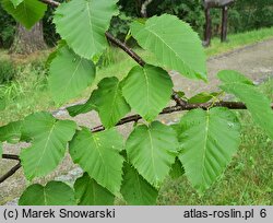 Betula maximowiczii (brzoza Maksimowicza)