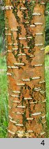 Betula maximowiczii (brzoza Maksimowicza)