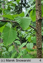 Betula maximowiczii (brzoza Maksimowicza)