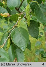 Betula utilis ssp. jacquemontii (brzoza pożyteczna odm. Jacquemonta)