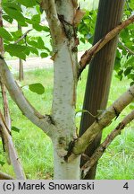 Betula utilis ssp. jacquemontii (brzoza pożyteczna odm. Jacquemonta)