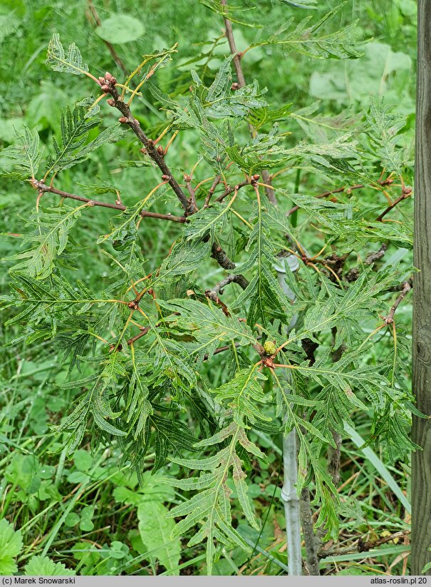 Quercus robur Pectinata