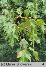 Betula pendula Laciniata