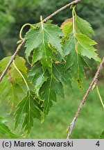 Betula pendula Laciniata