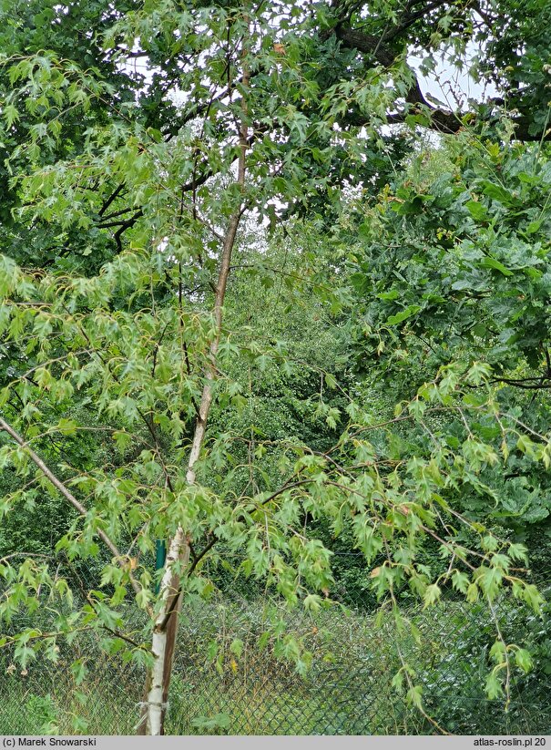 Betula pendula Laciniata