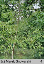 Betula pendula Laciniata