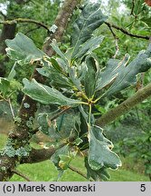 Quercus robur Argenteomarginata