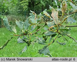 Quercus robur Argenteomarginata