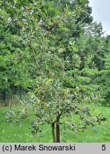 Quercus robur Argenteomarginata