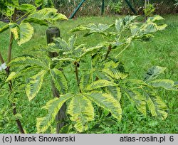 Aesculus carnea Briotii