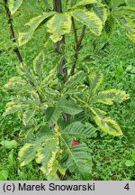 Aesculus carnea Briotii