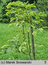 Aesculus carnea Briotii