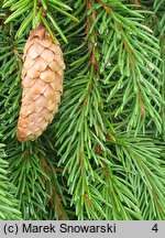 Picea ×fennica (świerk fiński)