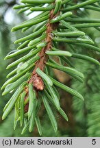 Picea ×fennica (świerk fiński)