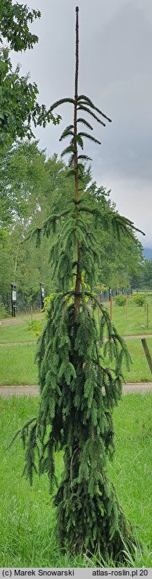 Picea ×fennica (świerk fiński)