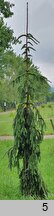 Picea ×fennica (świerk fiński)
