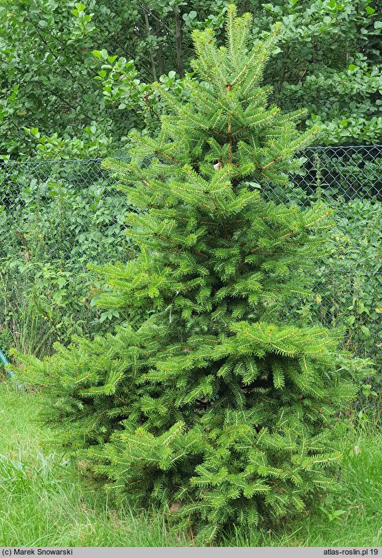 Picea asperata (świerk chiński)