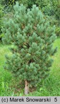 Pinus sylvestris Watereri