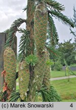 Picea ×fennica (świerk fiński)