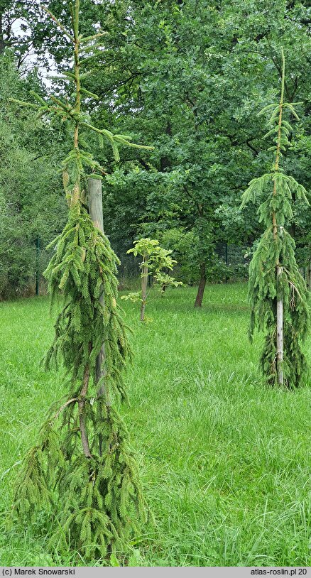 Picea ×fennica (świerk fiński)