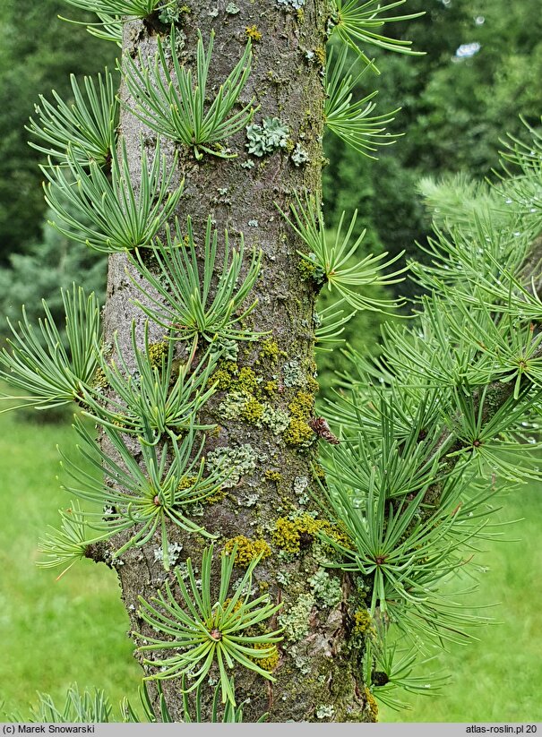 Larix kaempferi Jakobsen's Pyramid