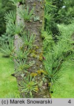 Larix kaempferi Jakobsen's Pyramid