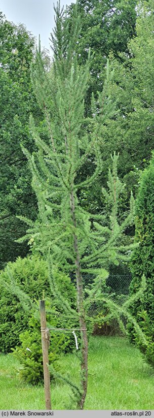 Larix kaempferi Jakobsen's Pyramid