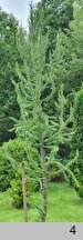 Larix kaempferi Jakobsen's Pyramid