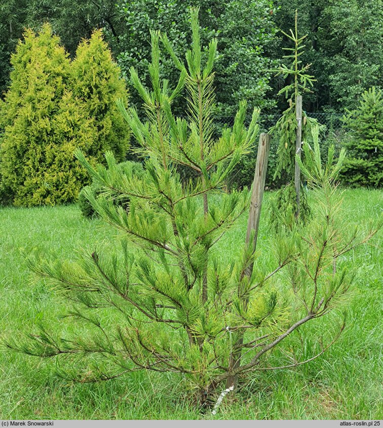 Pinus densiflora Burke's Red Variegated