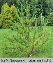 Pinus densiflora Burke's Red Variegated