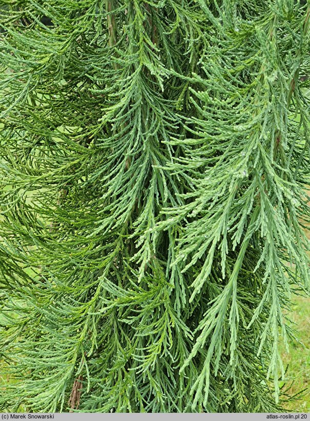 Sequoiadendron giganteum Pendulum