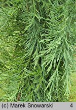 Sequoiadendron giganteum Pendulum